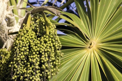 Açai – Euterpe oleracea