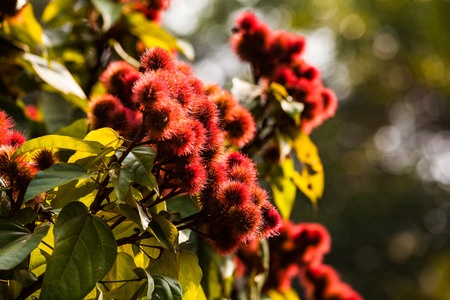 Achiote – Bixa orellana