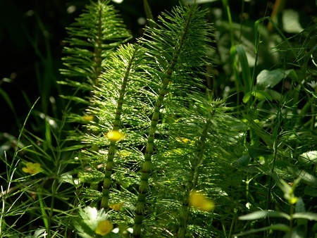 Ackerschachtelhalm – Equisetum arvense