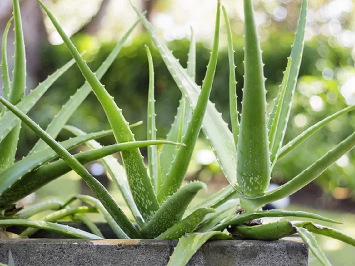Aloe vera – Echte Aloe