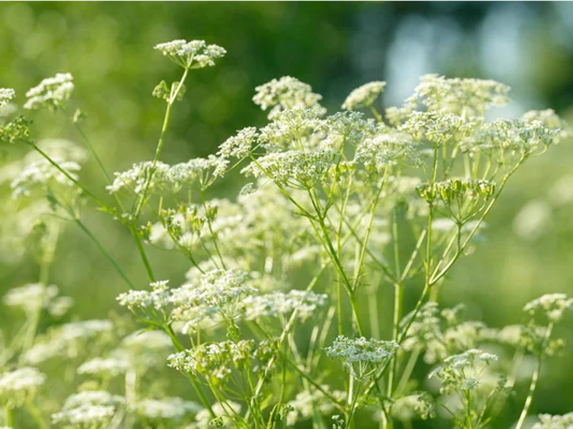 Anis – Pimpinella anisum