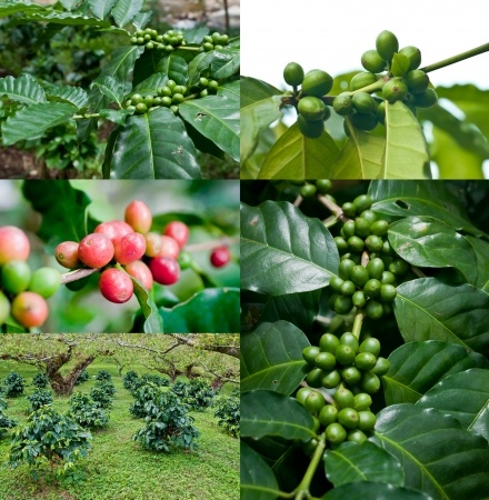 Arabica-Kaffee – Coffea arabica