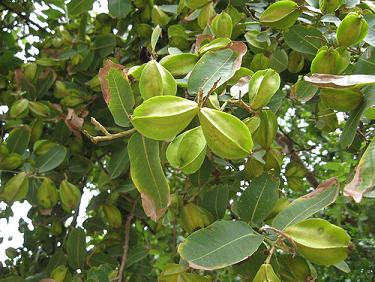 Arjuna – Terminalia arjuna