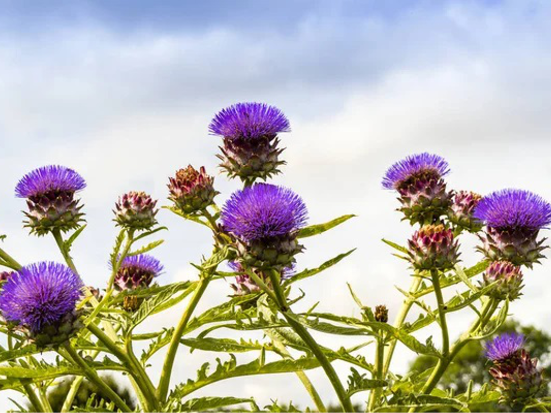 Artischocke – Cynara scolymus