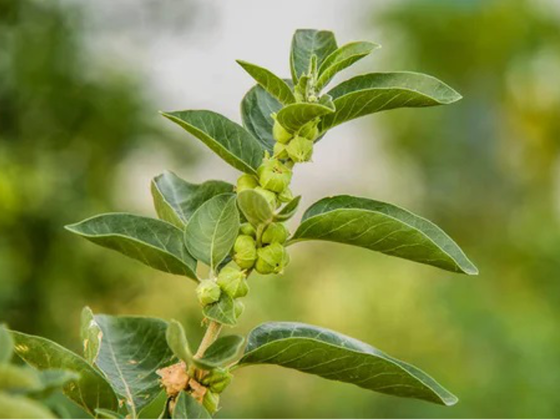 Ashwagandha – Schlafbeere