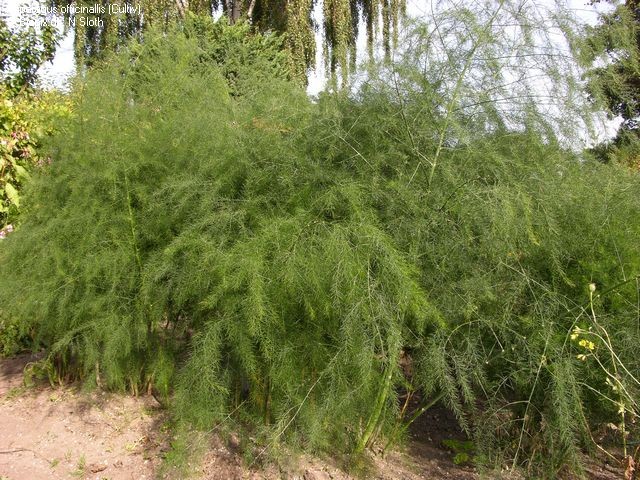 Asparagus cochinchinensis – Chinesischer Spargel