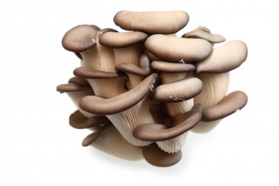 Austernpilz – Pleurotus ostreatus