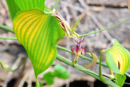 Bai Bu – Stemona japonica