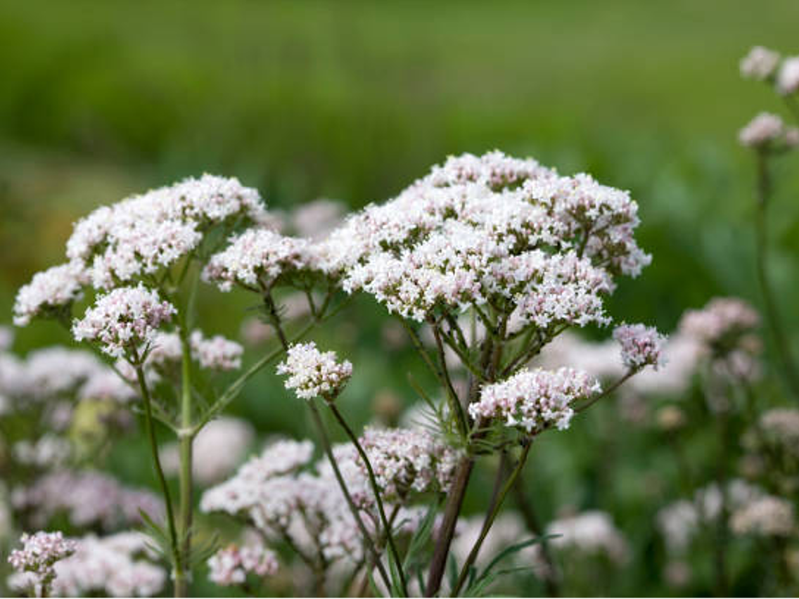 Baldrian – Valeriana officinalis