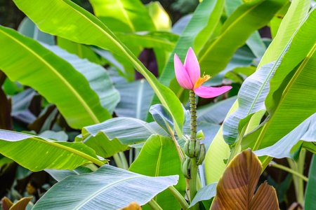 Bananenstaude – Musa