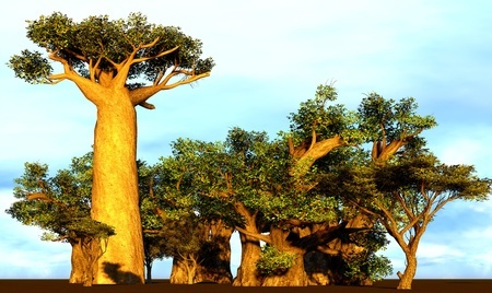 Baobab – Adansonia digitata