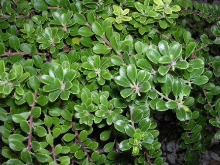 Bärentraube – Arctostaphylos uva-ursi