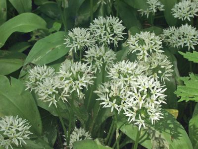Bärlauch – Allium ursinum