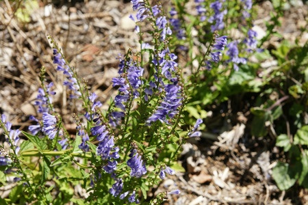 Bartiger Helmkräuter – Scutellaria barbata