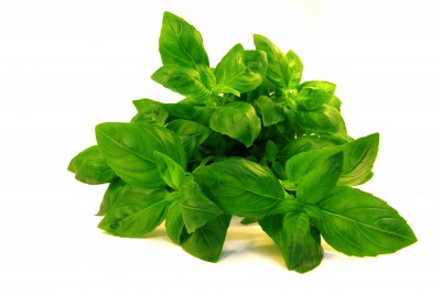 Basilikum – Ocimum basilicum