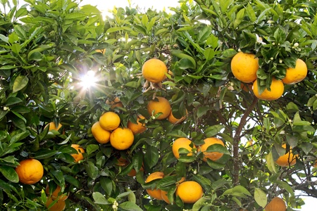 Bitterorange – Citrus aurantium