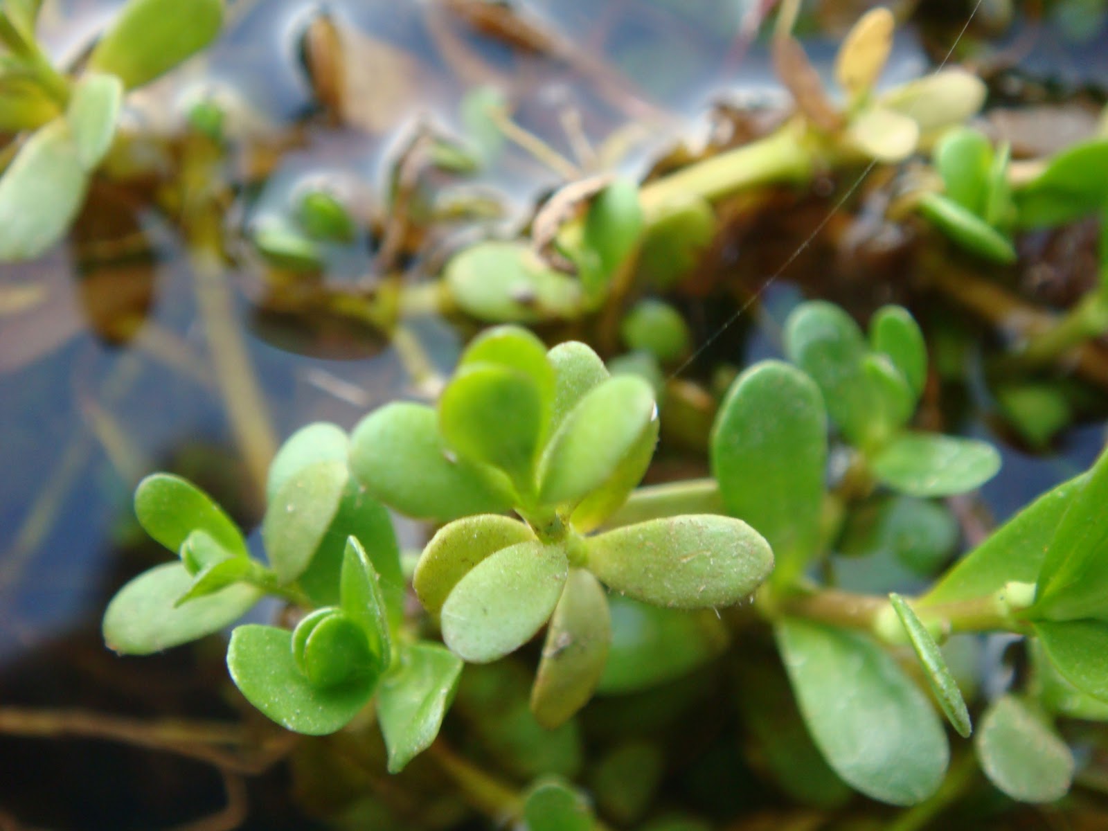 Brahmi – Bacopa monnieri