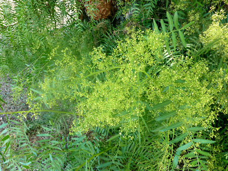 Brasilianischer Pfefferbaum – Schinus terebinthi