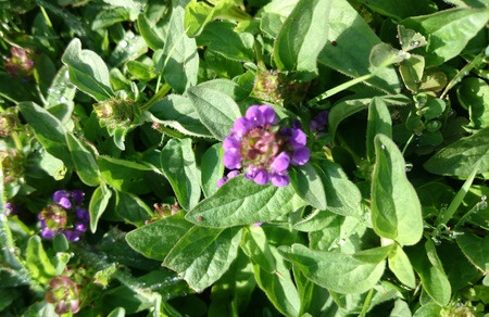 Braunelle – Prunella vulgaris
