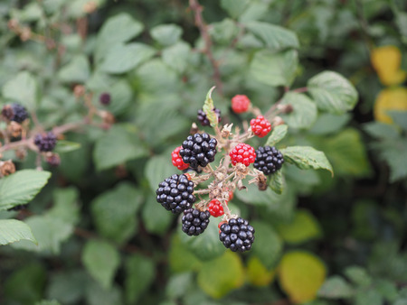 Brombeere – Rubus fruticosus
