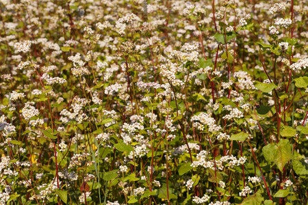 Buchweizen – Fagopyrum sagittatum