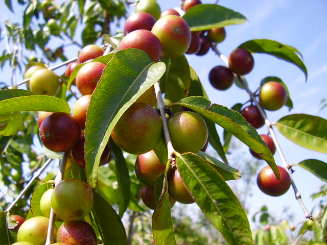 Camu-Camu – Myrciaria dubia