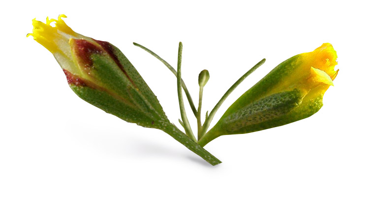 Canchalagua – Schkuhria pinnata