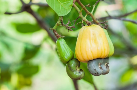 Cashew – Anacardium occidentale
