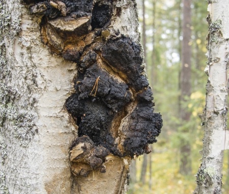 Chaga – Inonotus obliquus