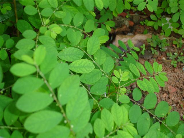 Chanca Piedra – Phyllanthus niruri
