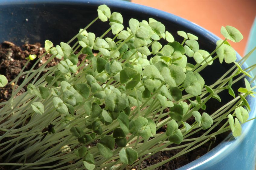 Chiasamen – Salvia hispanica