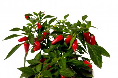 Chili und Paprika