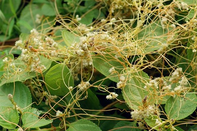 Chinesische Seide – Cuscuta chinensis