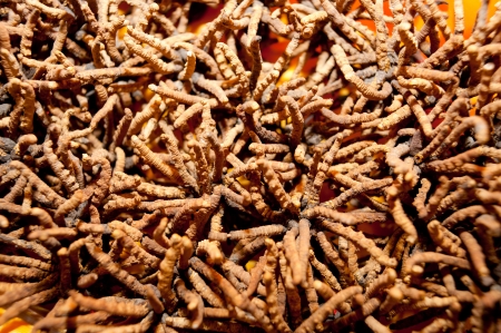 Chinesischer Raupenpilz – Cordyceps sinensis