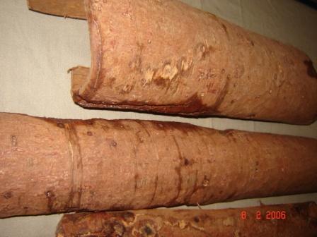 Chuchuhuasi – Maytenus macrocarpa