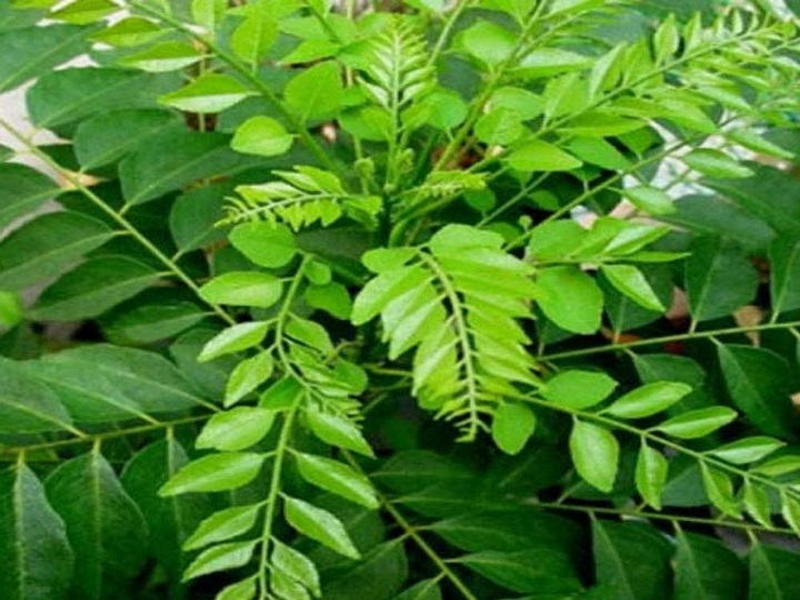 Currystrauch – Murraya koenigii