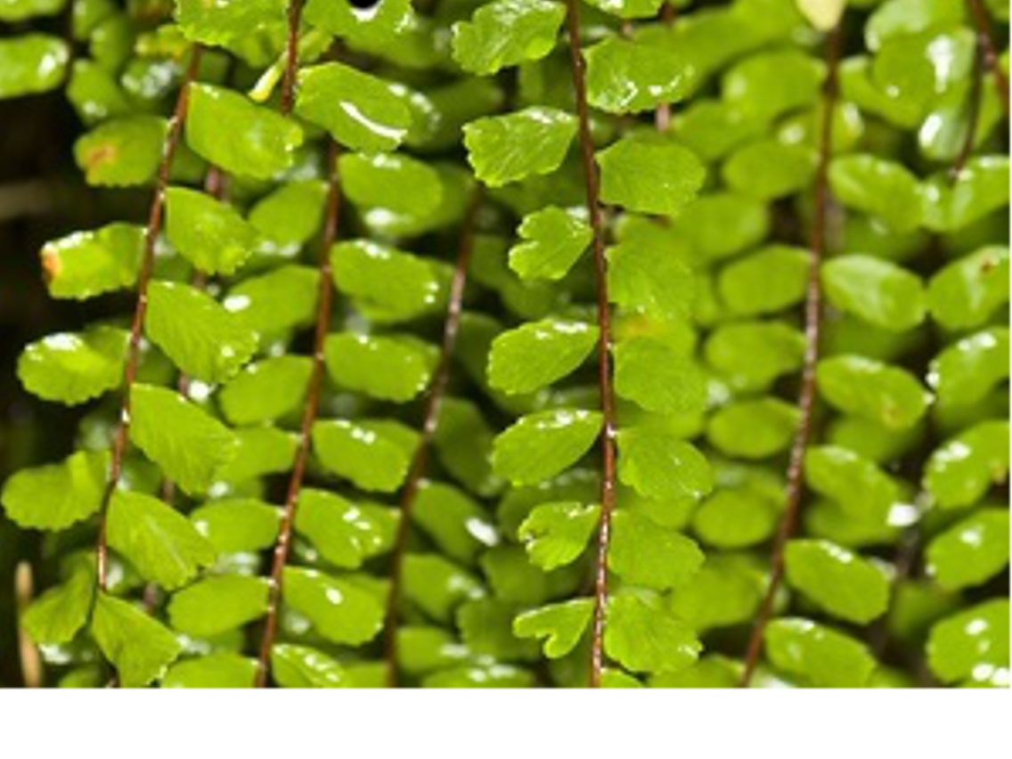 Cuti Cuti – Asplenium lunulatum