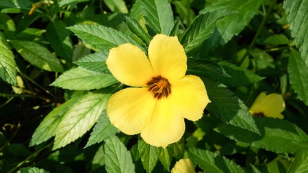 Damiana – Turnera diffusa