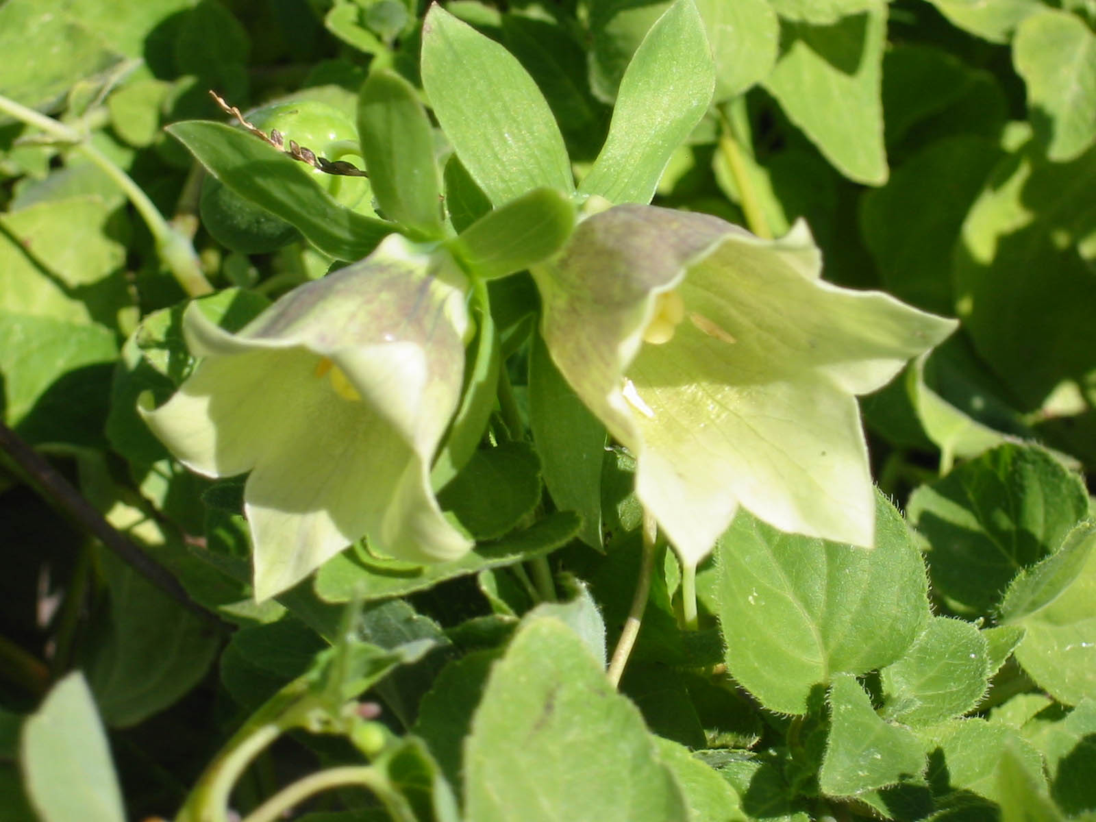 Dangshen – Codonopsis pilosula