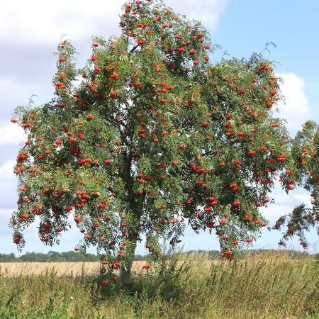 Eberesche – Sorbus aucuparia