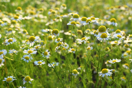 Echte Kamille – Matricaria chamomilla