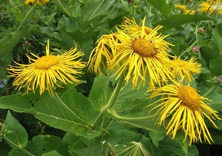 Echter Alant – Inula helenium