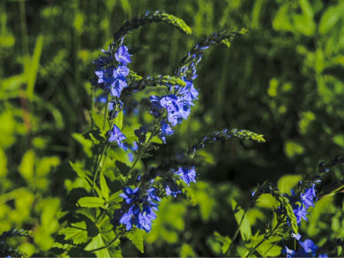 Echter Ehrenpreis – Veronica officinalis