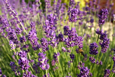 Echter Lavendel – Lavandula angustifolia