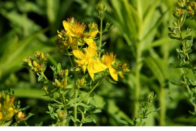 Echtes Johanniskraut – Hypericum perforatum