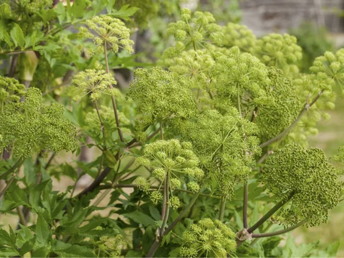 Engelwurz – Archangelica officinalis