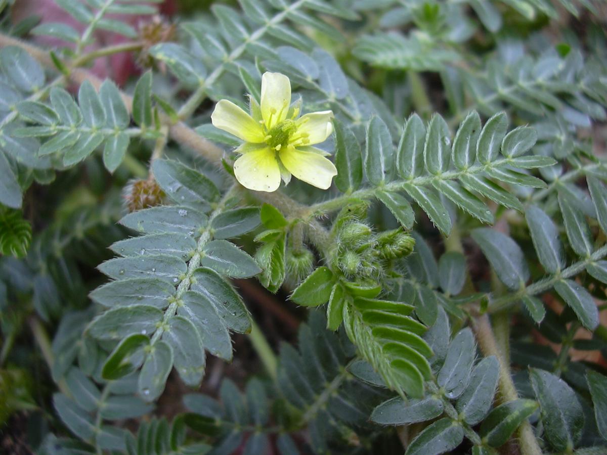 Erd-Burzeldorn – Tribulus terrestris