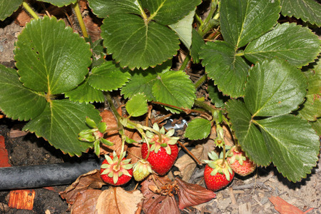 Erdbeere – Fragaria