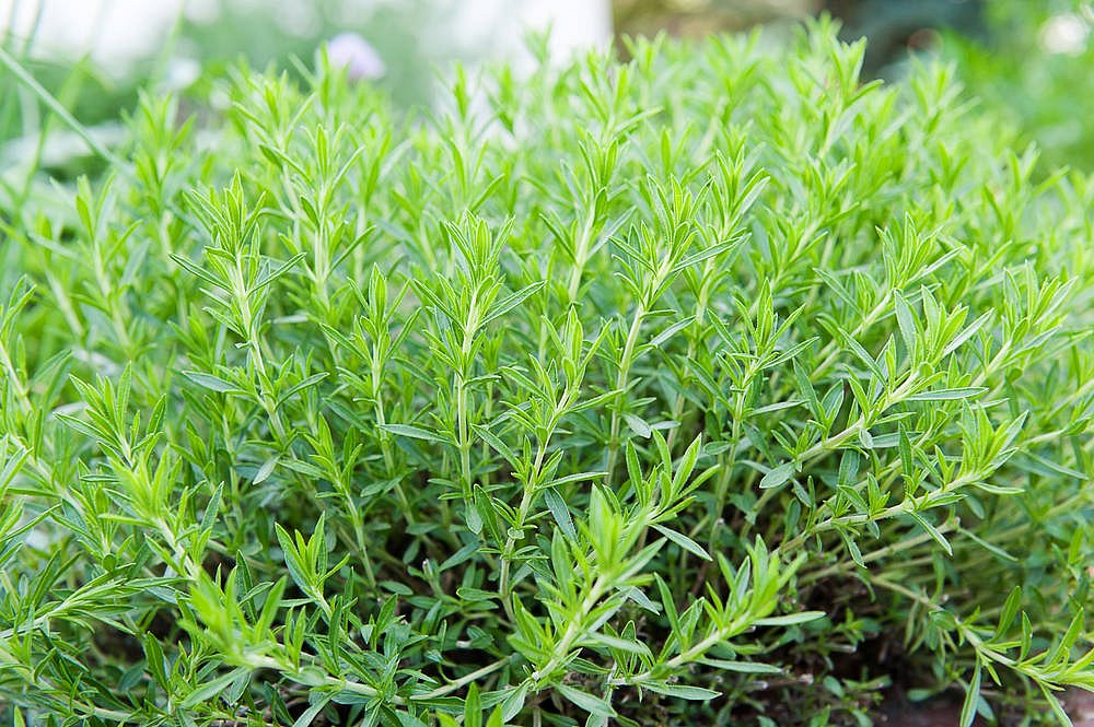 Estragon – Artemisia dracunculus
