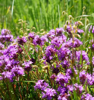 Feld-Thymian – Thymus serpyllum